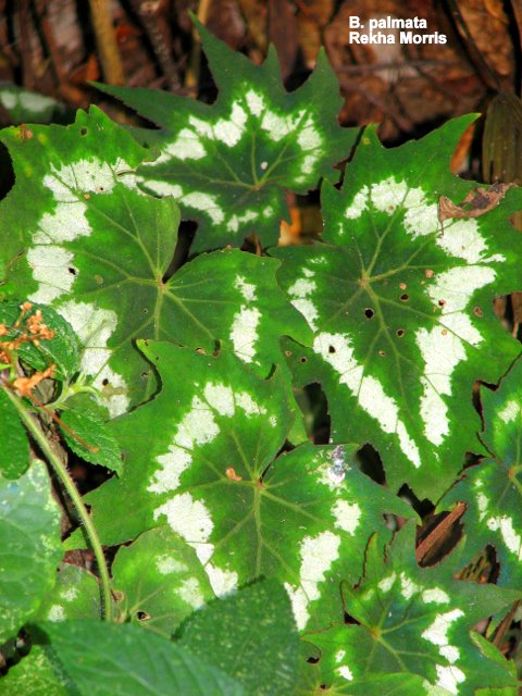 B. palmata var. palmata